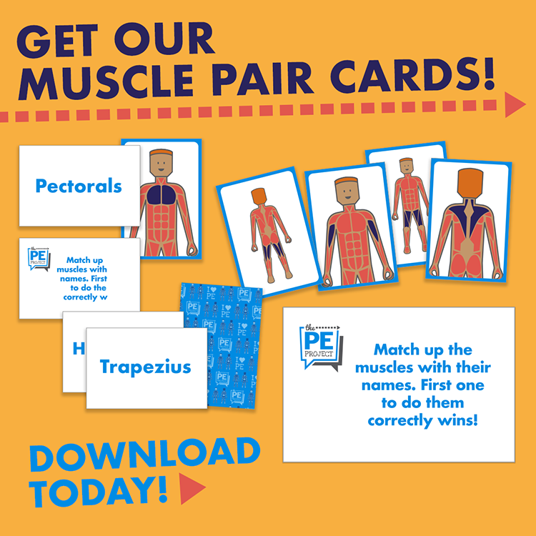 Muscle Pair Cards